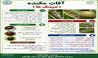  آموزشی آفات مکنده (شپشک ها )
